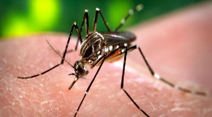 oms,lucha contra el zika,comunidad internacional,
