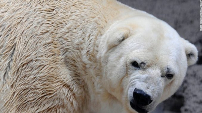 Argentina Cambio Climático,Último oso en el país